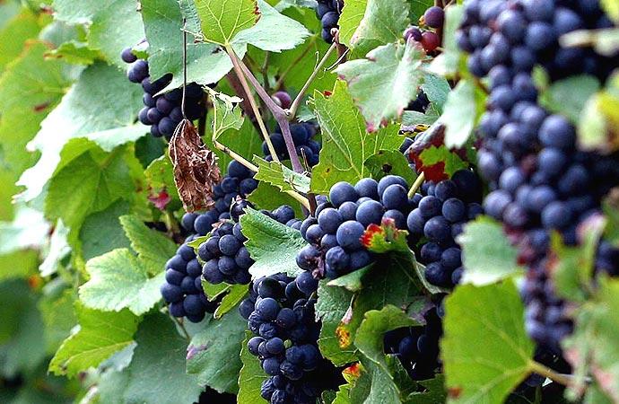 Growers Champagnes are different