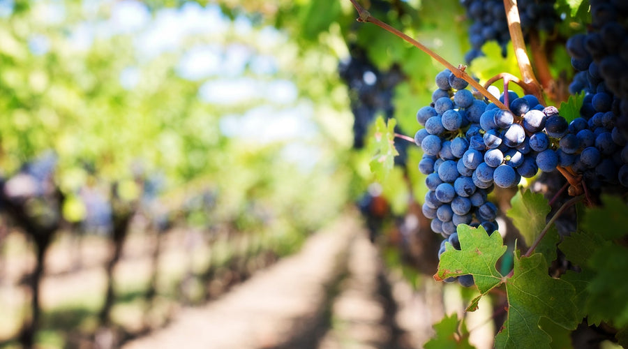 4 Things To Know About Grower Champagne To Call Yourself An Expert